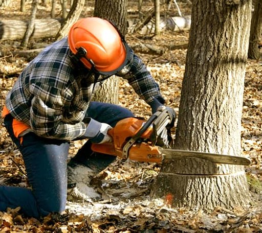 Tree Removal in Hovland, MN